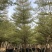 锦叶榄仁移植苗花叶榄仁绿化苗木风景树锦叶榄仁