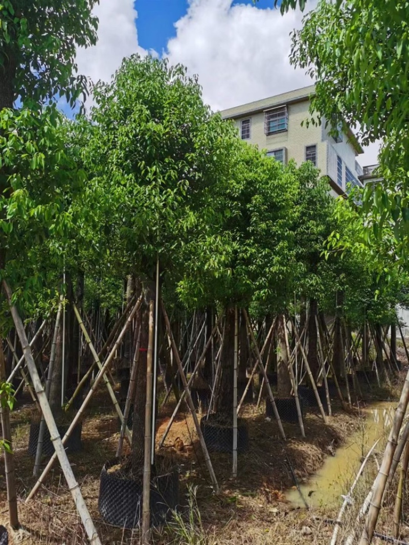 20-22-24-25公分香樟产地批发香樟树供应护坡
