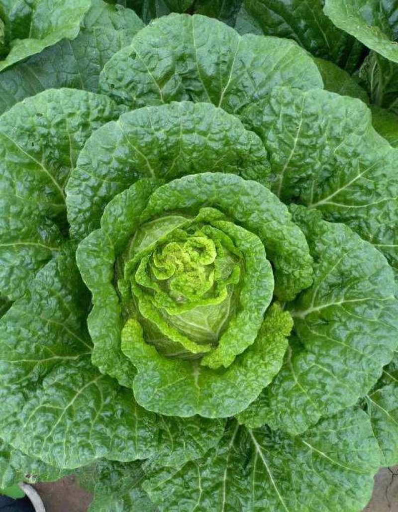 中狮头大白菜种子秋播黄心菜种籽山东百丰黄芽菜农家秋冬白菜