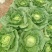中狮头大白菜种子秋播黄心菜种籽山东百丰黄芽菜农家秋冬白菜