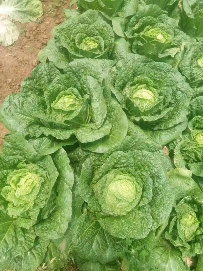 中狮头大白菜种子秋播黄心菜种籽山东百丰黄芽菜农家秋冬白菜