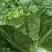 中狮头大白菜种子秋播黄心菜种籽山东百丰黄芽菜农家秋冬白菜