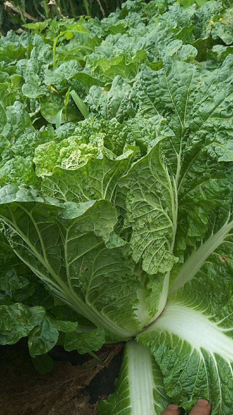 中狮头大白菜种子秋播黄心菜种籽山东百丰黄芽菜农家秋冬白菜