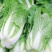 中狮头大白菜种子秋播黄心菜种籽山东百丰黄芽菜农家秋冬白菜