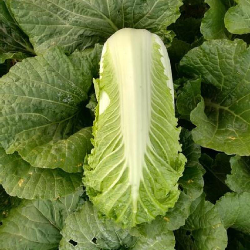 中狮头大白菜种子秋播黄心菜种籽山东百丰黄芽菜农家秋冬白菜