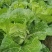 中狮头大白菜种子秋播黄心菜种籽山东百丰黄芽菜农家秋冬白菜