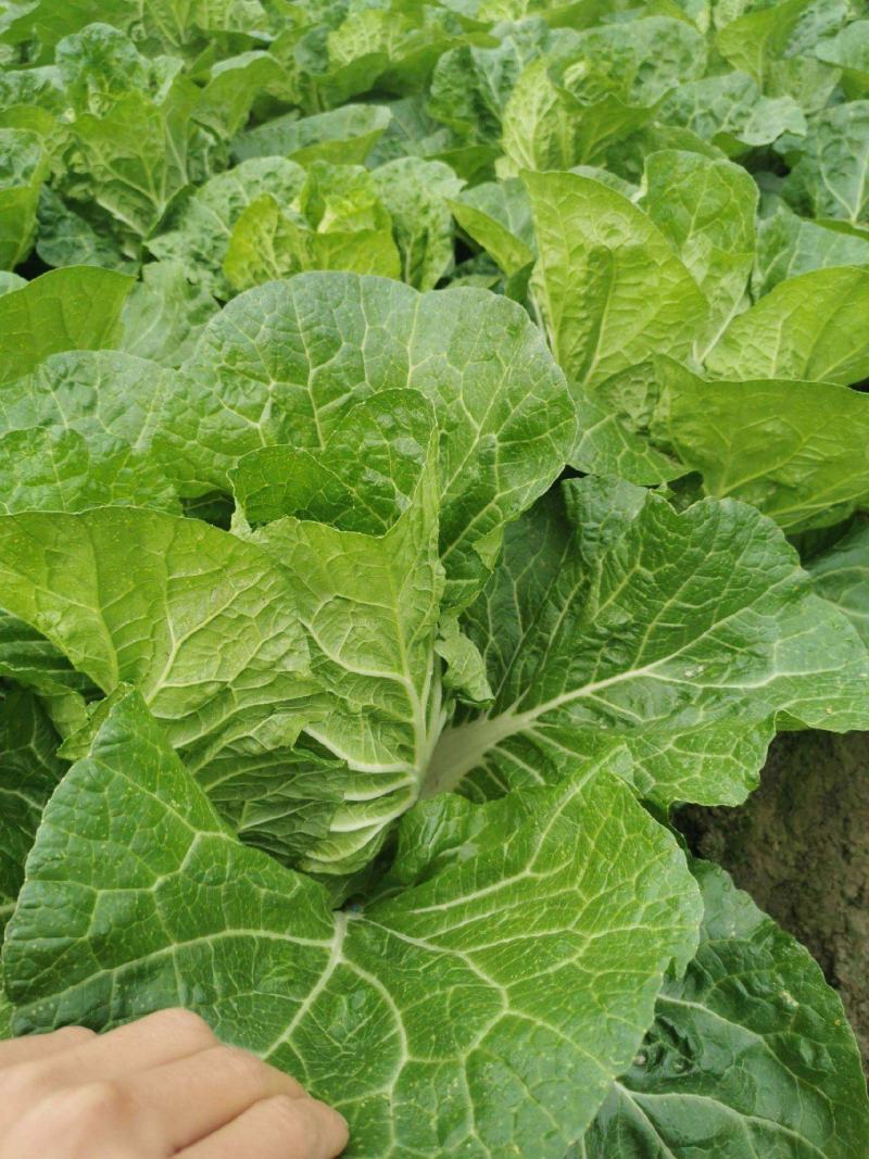 中狮头大白菜种子秋播黄心菜种籽山东百丰黄芽菜农家秋冬白菜