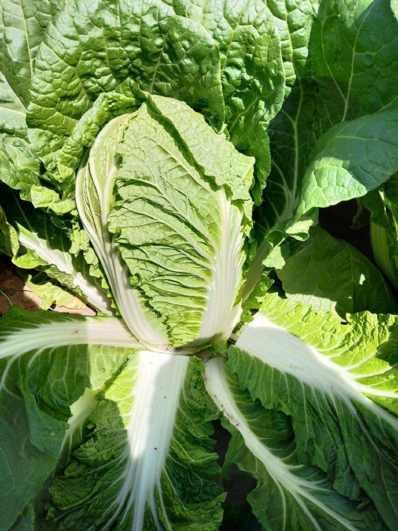 中狮头大白菜种子秋播黄心菜种籽山东百丰黄芽菜农家秋冬白菜