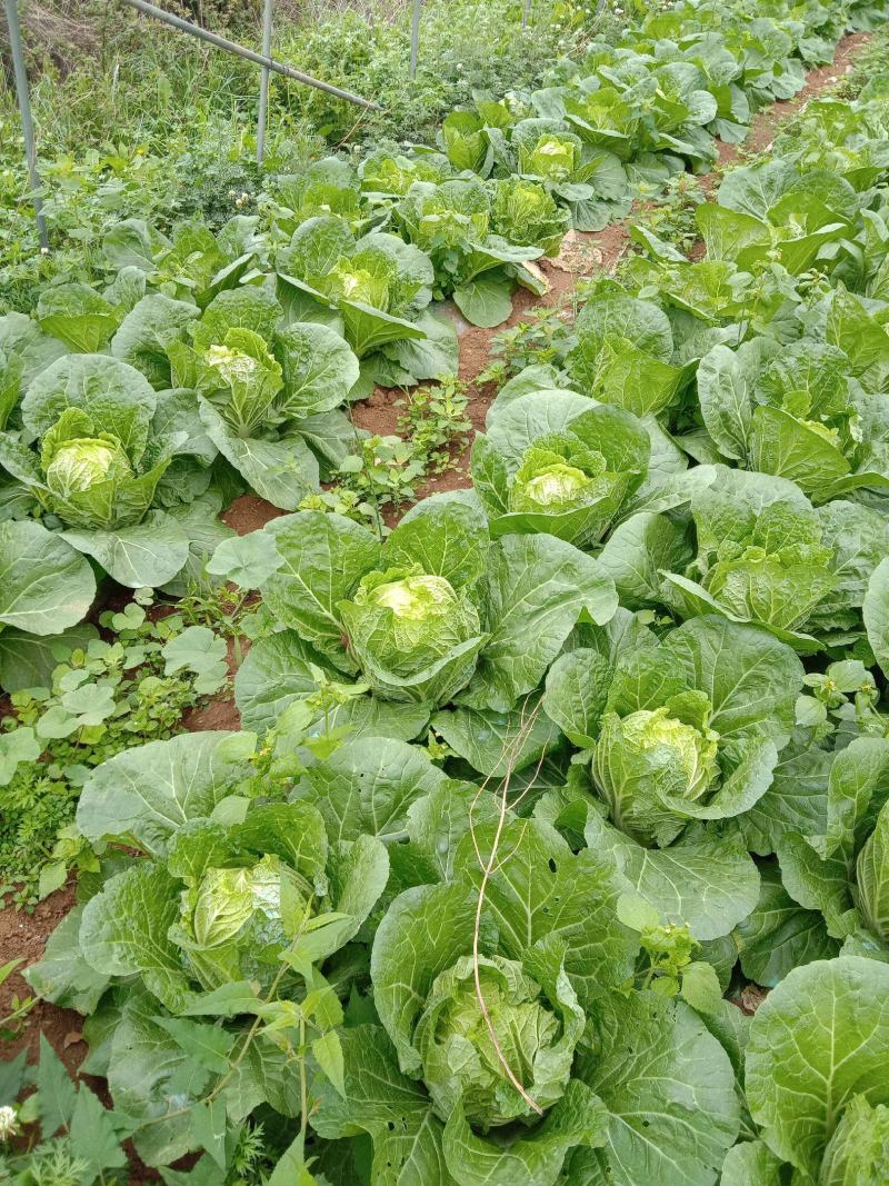 中狮头大白菜种子秋播黄心菜种籽山东百丰黄芽菜农家秋冬白菜