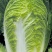 青硕秋黄心大白菜种籽春秋冬季菜黄芯白菜种子泡菜四季蔬菜种