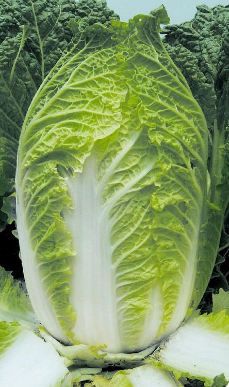 青硕秋黄心大白菜种籽春秋冬季菜黄芯白菜种子泡菜四季蔬菜种