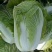 青硕秋黄心大白菜种籽春秋冬季菜黄芯白菜种子泡菜四季蔬菜种