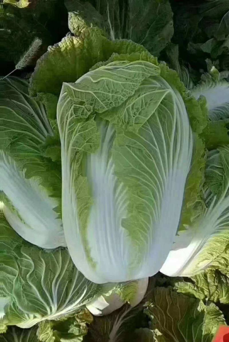 青硕秋黄心大白菜种籽春秋冬季菜黄芯白菜种子泡菜四季蔬菜种