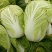 青硕秋黄心大白菜种籽春秋冬季菜黄芯白菜种子泡菜四季蔬菜种