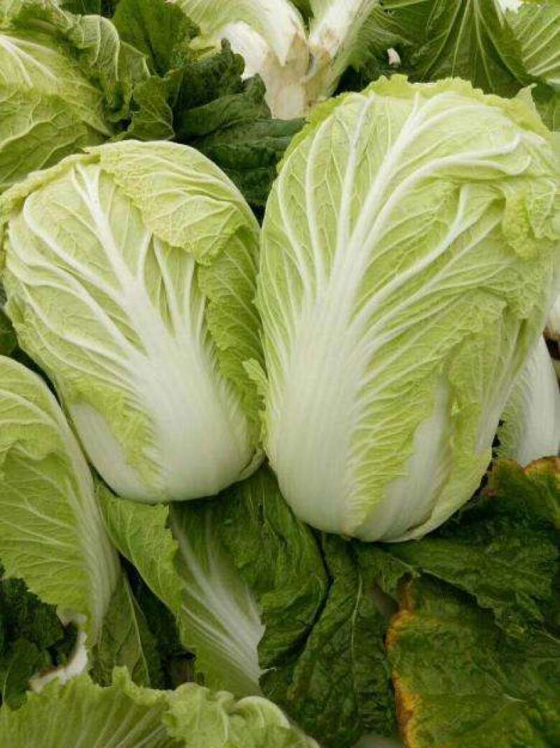 青硕秋黄心大白菜种籽春秋冬季菜黄芯白菜种子泡菜四季蔬菜种