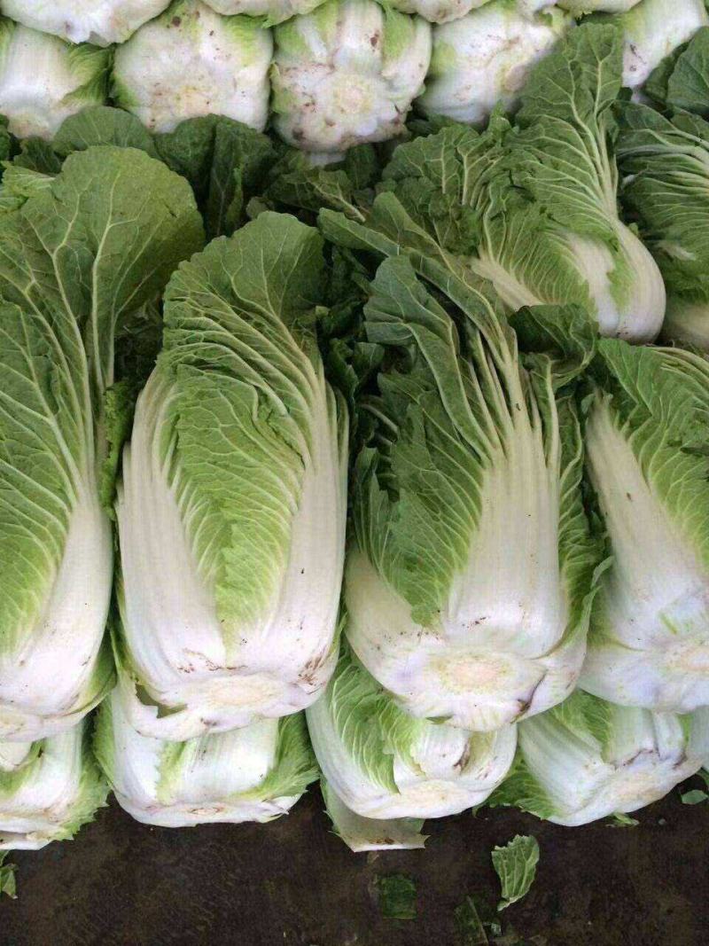 青硕秋黄心大白菜种籽春秋冬季菜黄芯白菜种子泡菜四季蔬菜种