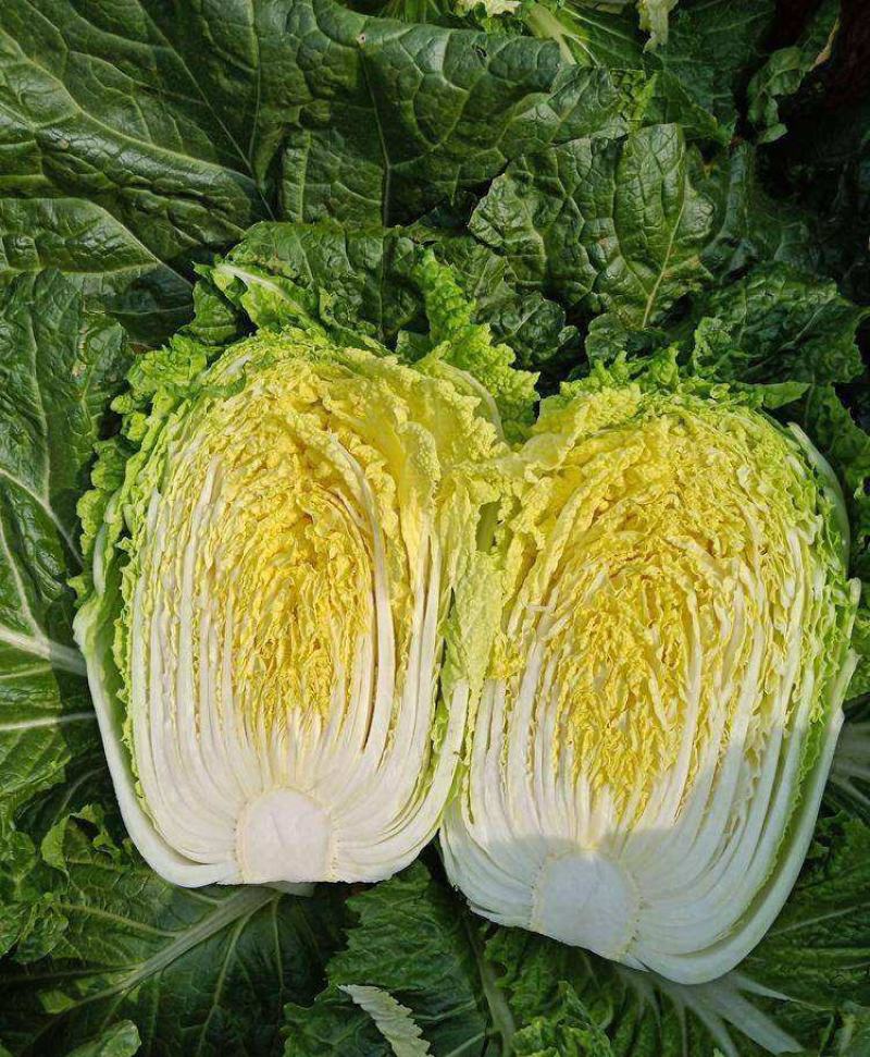青硕秋黄心大白菜种籽春秋冬季菜黄芯白菜种子泡菜四季蔬菜种