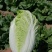 青硕秋黄心大白菜种籽春秋冬季菜黄芯白菜种子泡菜四季蔬菜种