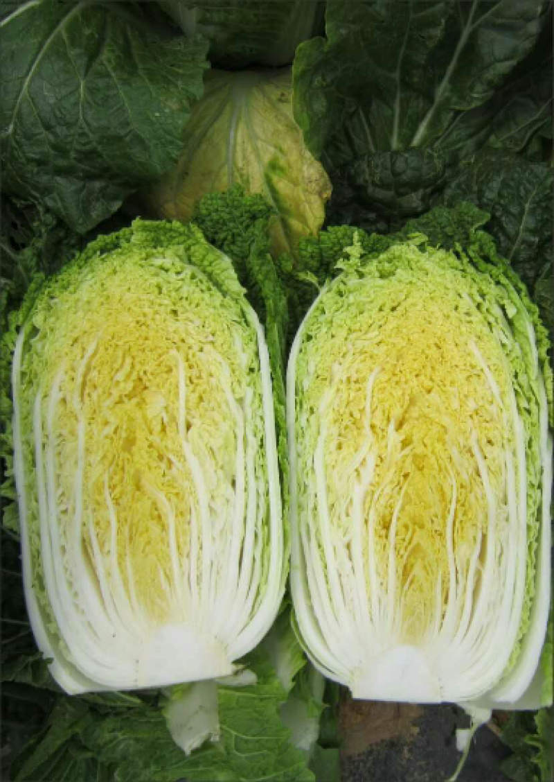 青硕秋黄心大白菜种籽春秋冬季菜黄芯白菜种子泡菜四季蔬菜种