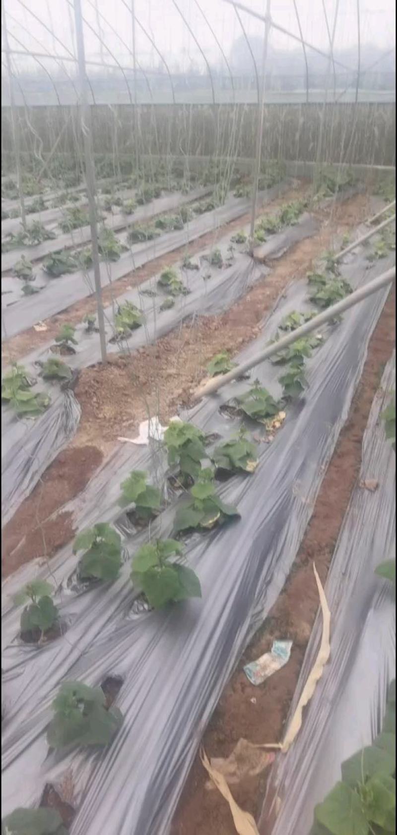 黄瓜扭水果黄瓜次品山东菏泽小黄瓜种植基地