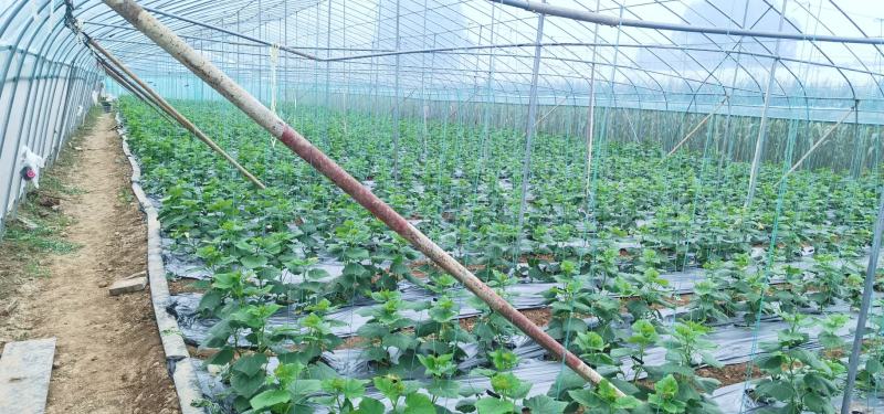 黄瓜扭水果黄瓜次品山东菏泽小黄瓜种植基地