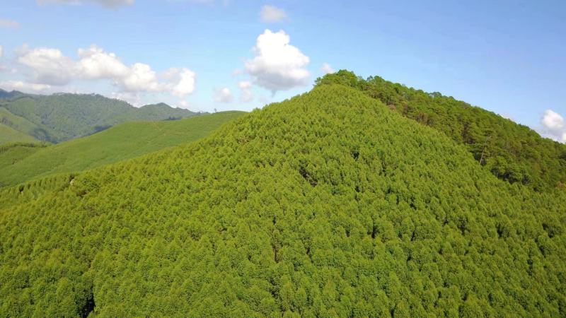 广东清远八千亩桉树林转手还有43年租期租金已付清