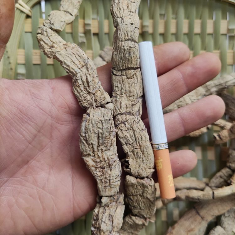 特大巴戟天手工压片干片质量保证