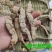 特大巴戟天手工压片干片质量保证