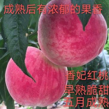 桃树苗新品种香妃红桃早熟五月红春雪桃水蜜桃黄蟠桃