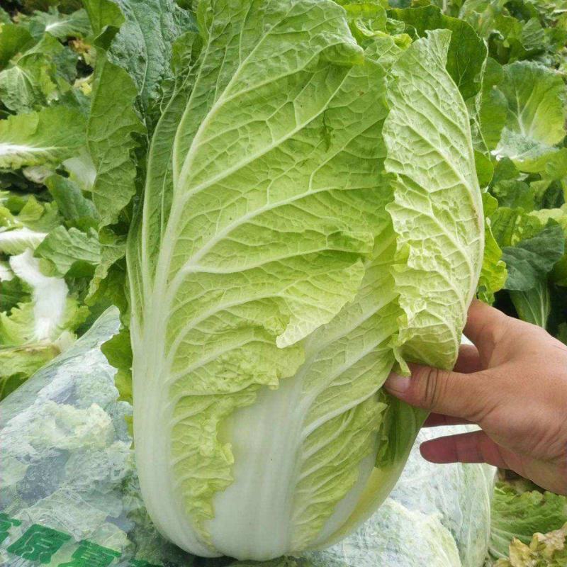 油亮夏帅白菜种子耐热早熟速生小白菜抗热黄心白菜种籽