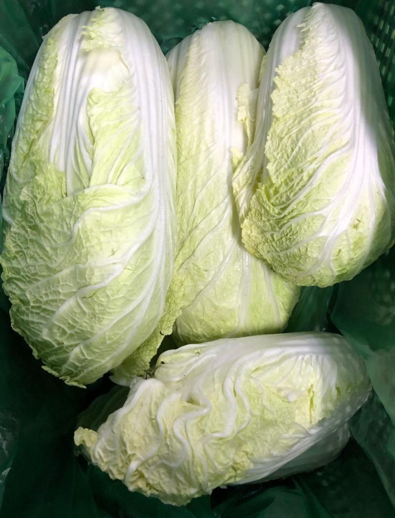 油亮夏帅白菜种子耐热早熟速生小白菜抗热黄心白菜种籽