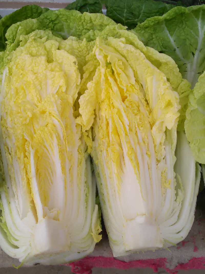 油亮夏帅白菜种子耐热早熟速生小白菜抗热黄心白菜种籽