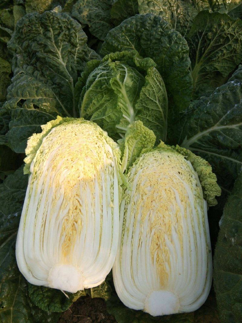 油亮夏帅白菜种子耐热早熟速生小白菜抗热黄心白菜种籽
