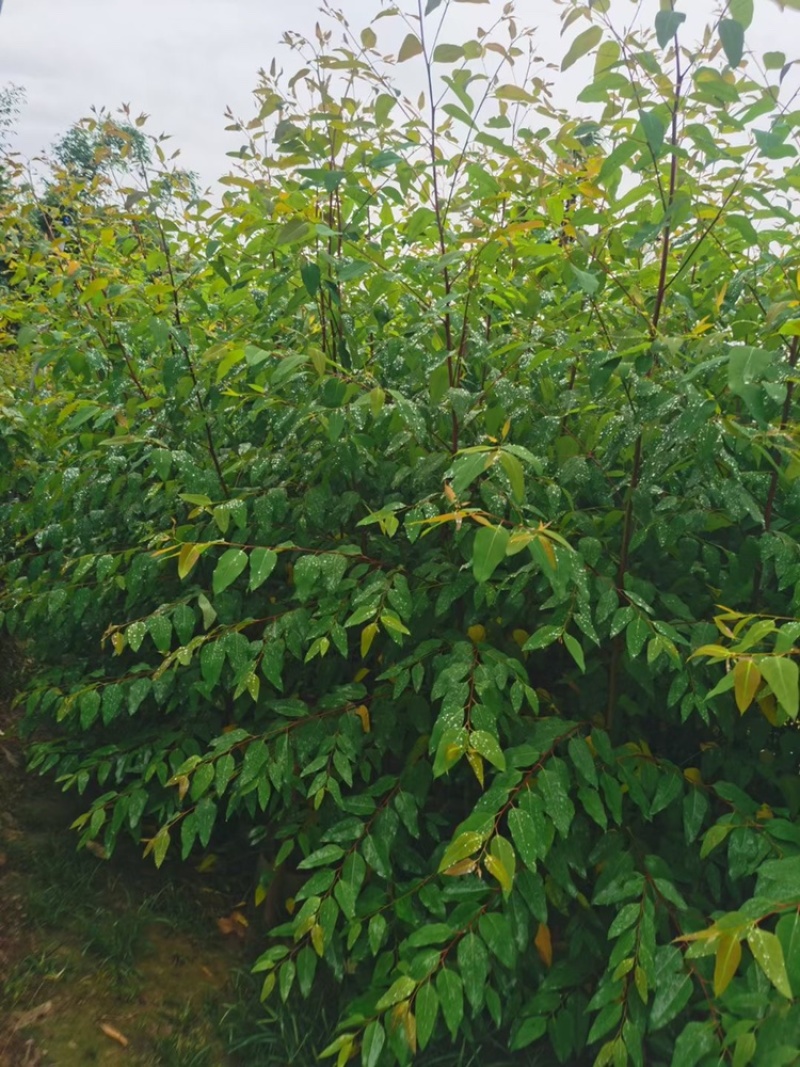 造林苗速生桉树苗绿化苗园林绿化造林苗木绿化工程苗
