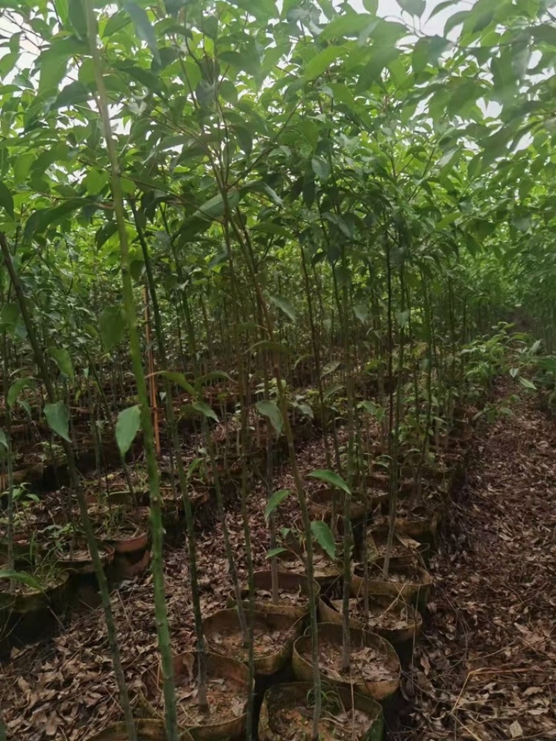 1-2-3公分高度1-4米香樟树苗荒山造林行道移植