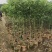 1-2-3公分高度1-4米香樟树苗荒山造林行道移植