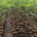 1-2-3公分高度1-4米香樟树苗荒山造林行道移植