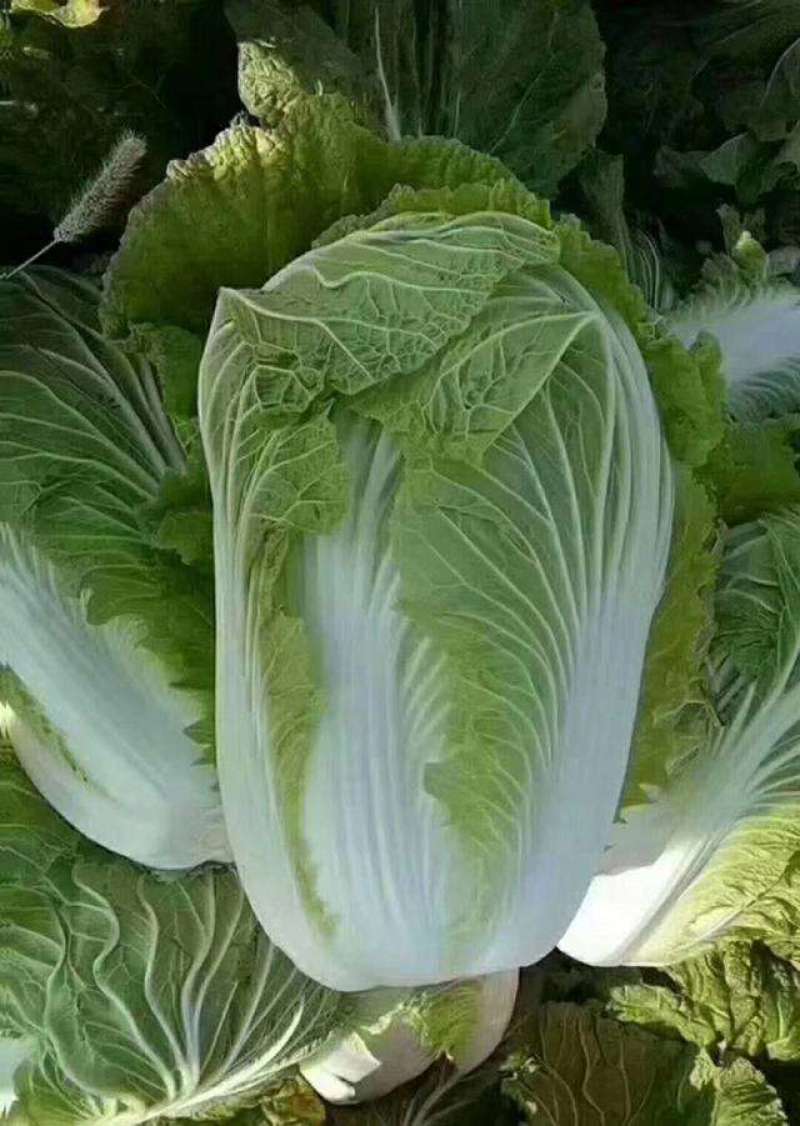 青硕夏美白菜种子夏秋季耐热结球大白菜种籽夏帅黄心菜蔬菜种