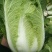 青硕夏美白菜种子夏秋季耐热结球大白菜种籽夏帅黄心菜蔬菜种