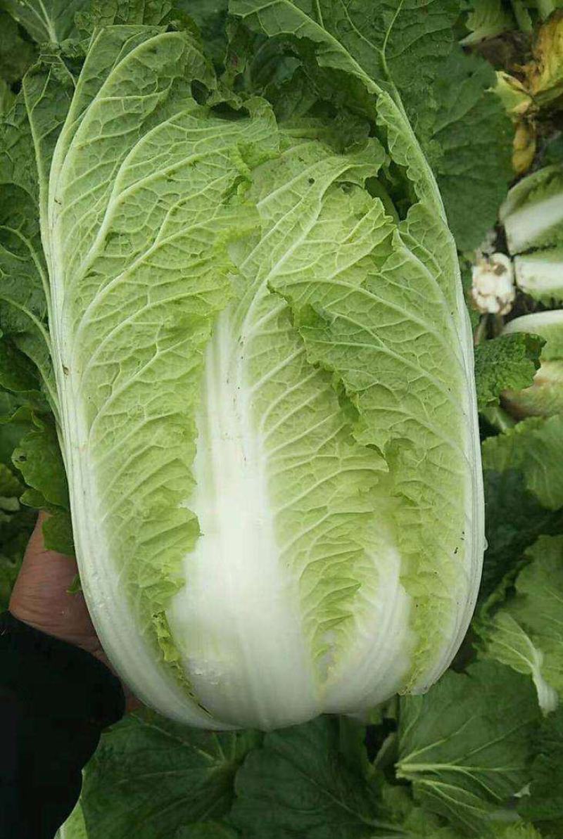 青硕夏美白菜种子夏秋季耐热结球大白菜种籽夏帅黄心菜蔬菜种