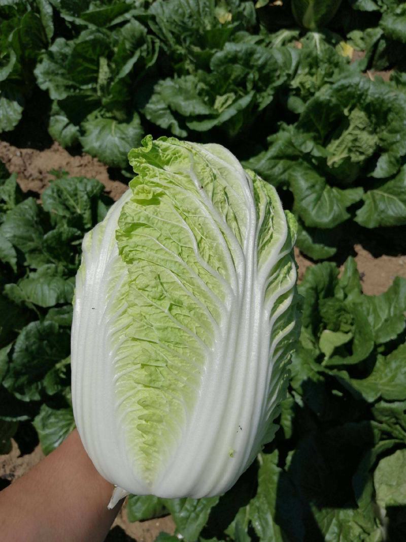 青硕夏美白菜种子夏秋季耐热结球大白菜种籽夏帅黄心菜蔬菜种