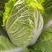 青硕夏美白菜种子夏秋季耐热结球大白菜种籽夏帅黄心菜蔬菜种