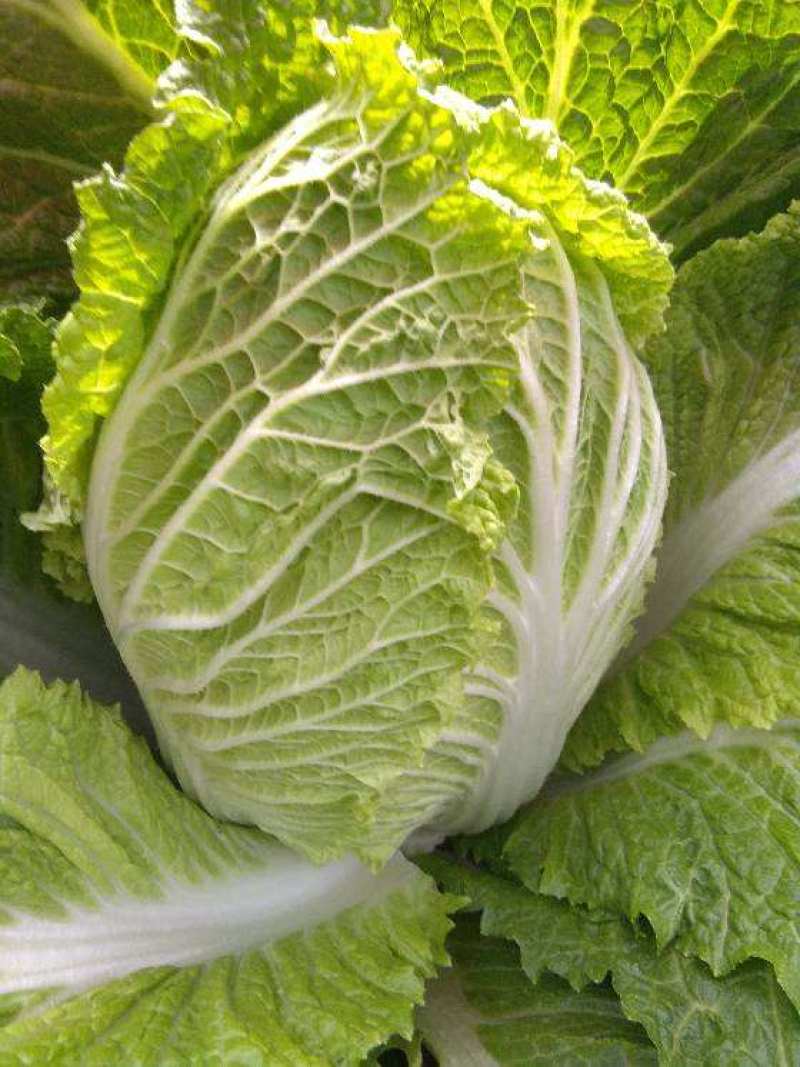 青硕夏美白菜种子夏秋季耐热结球大白菜种籽夏帅黄心菜蔬菜种