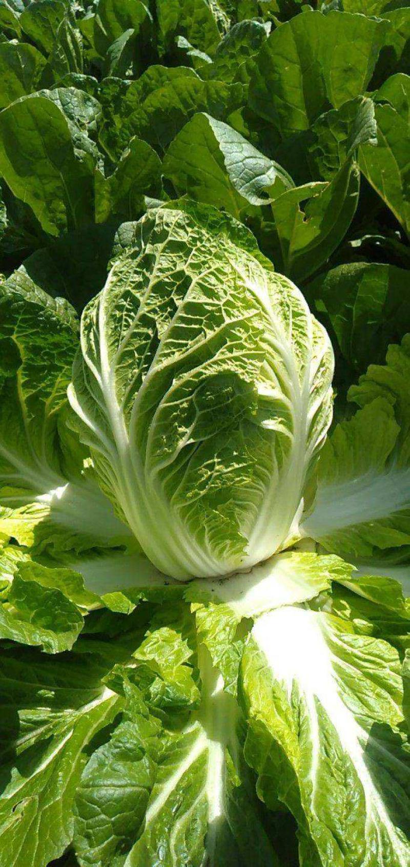 青硕夏美白菜种子夏秋季耐热结球大白菜种籽夏帅黄心菜蔬菜种