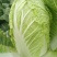 青硕夏美白菜种子夏秋季耐热结球大白菜种籽夏帅黄心菜蔬菜种