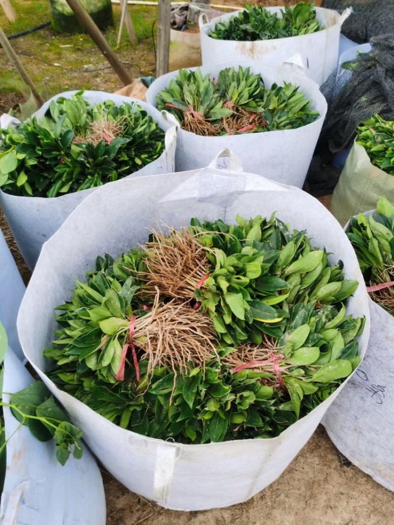 非洲茉莉、非洲茉莉袋苗灰莉、鲤鱼胆、灰刺木