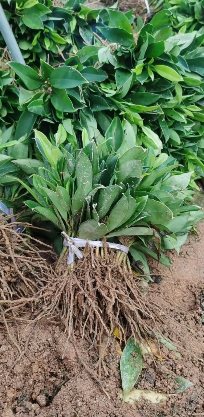 非洲茉莉、非洲茉莉袋苗灰莉、鲤鱼胆、灰刺木