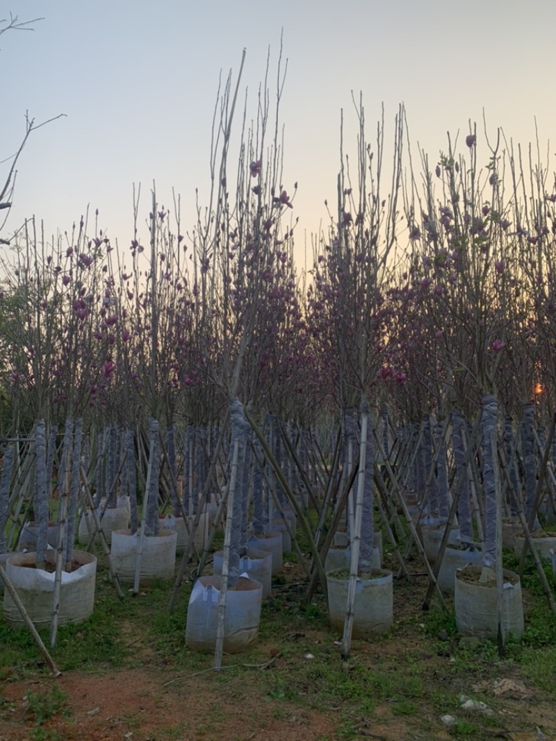 荷花玉兰5-12公分紫玉兰荷花玉兰袋苗