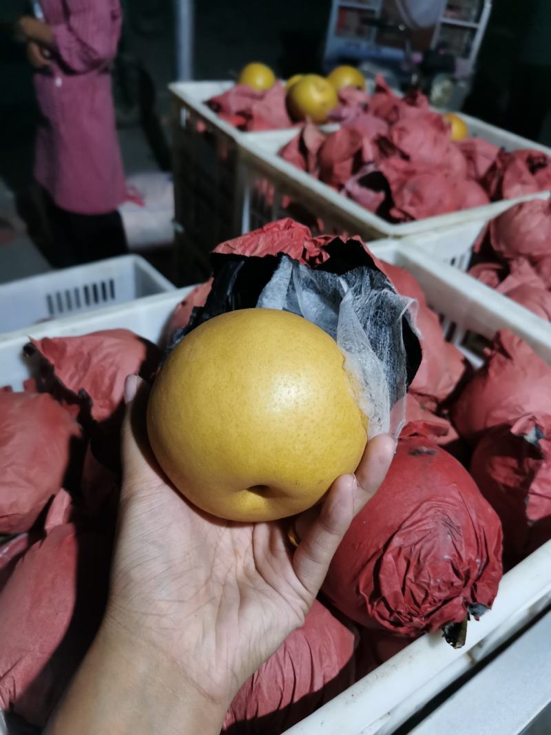 砀山梨套袋圆黄大量现货、要的老板联系