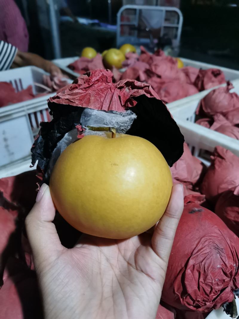 砀山梨套袋圆黄大量现货、要的老板联系
